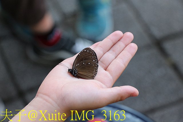 IMG_3163.jpg - 台南關子嶺 嶺頂公園 蝴蝶標放 20190714