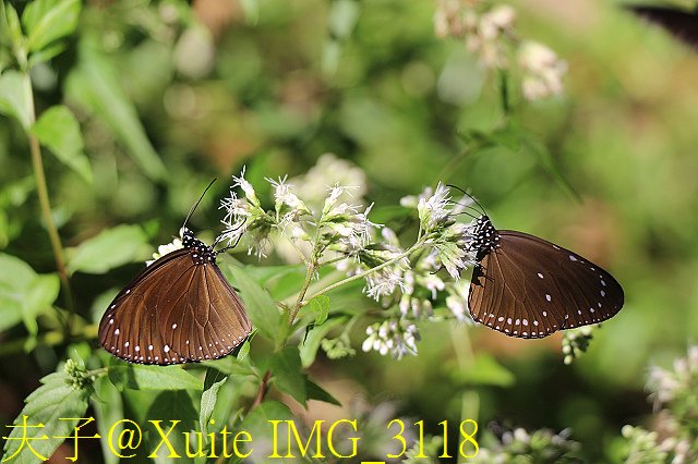 IMG_3118.jpg - 台南關子嶺 嶺頂公園 蝴蝶標放 20190714