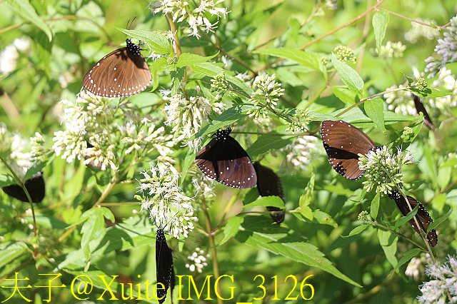 IMG_3126.jpg - 台南關子嶺 嶺頂公園 蝴蝶標放 20190714