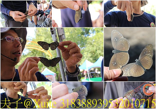 31838893953201071523.jpg - 台南關子嶺 嶺頂公園 蝴蝶標放 20190714