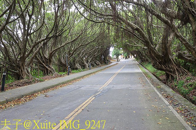 IMG_9247.jpg - 馬祖 西莒 有容路 林蔭隧道 綠色秘境 20190507