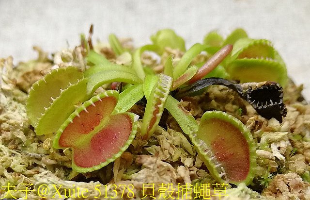 51378 貝殼捕蠅草.jpg - 貝殼捕蠅草 Dionaea Coquillage 20181118