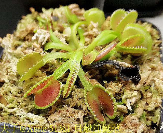 51361 貝殼捕蠅草.jpg - 貝殼捕蠅草 Dionaea Coquillage 20181118