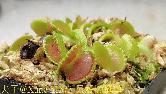 51373 貝殼捕蠅草.jpg - 貝殼捕蠅草 Dionaea Coquillage 20181118