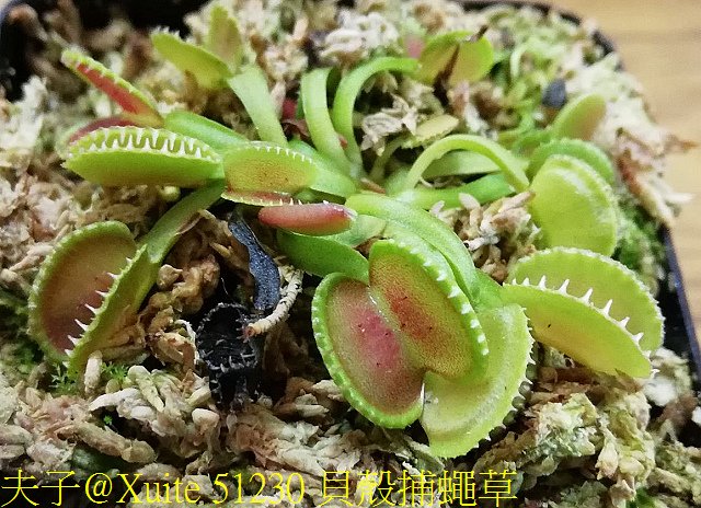 51230 貝殼捕蠅草.jpg - 貝殼捕蠅草 Dionaea Coquillage 20181118