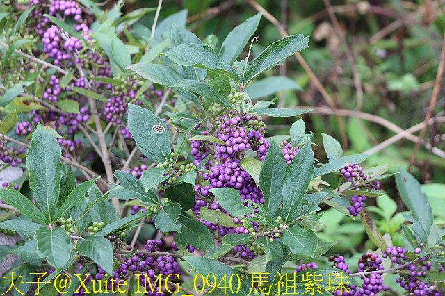 IMG_0940 馬祖紫珠.jpg - 馬祖跳島旅行 2018 冬 我在東、西莒 20181210