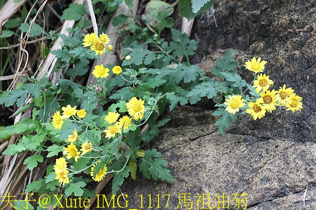 IMG_1117 馬祖油菊.jpg - 馬祖跳島旅行 2018 冬 我在東、西莒 20181210