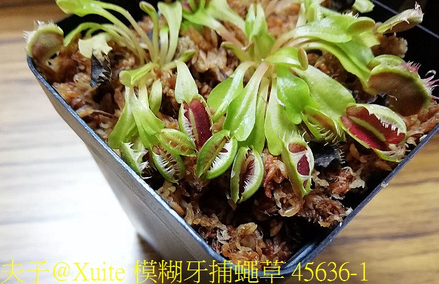 模糊牙捕蠅草 45636-1.jpg - 模糊牙捕蠅草 食蟲植物 20181106