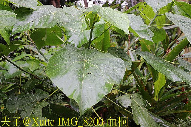 IMG_8200 血桐.jpg - 桃園蘆竹 土地公農路 探訪阿公木炭窯 20181012