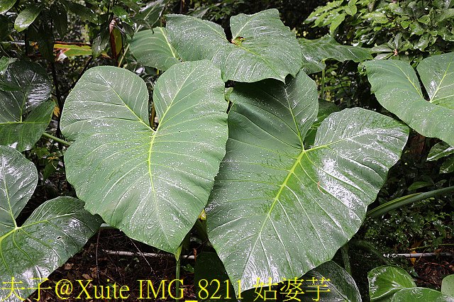 IMG_8211 姑婆芋.jpg - 桃園蘆竹 土地公農路 探訪阿公木炭窯 20181012