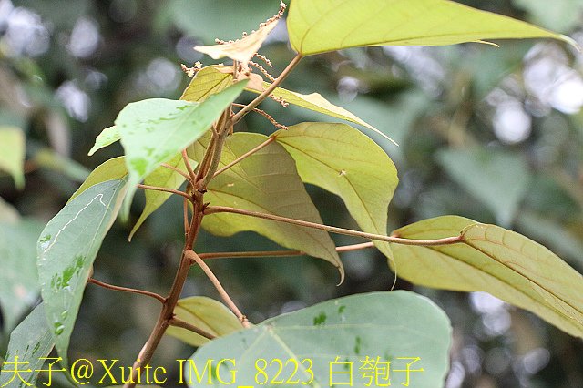 IMG_8223 白匏子.jpg - 桃園蘆竹 土地公農路 探訪阿公木炭窯 20181012