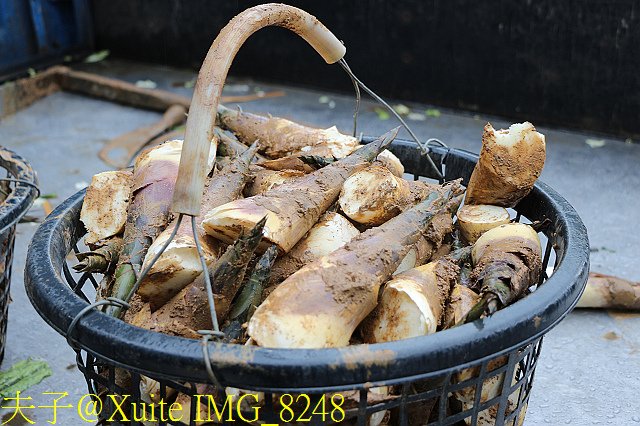 IMG_8248.jpg - 桃園蘆竹 土地公農路 探訪阿公木炭窯 20181012