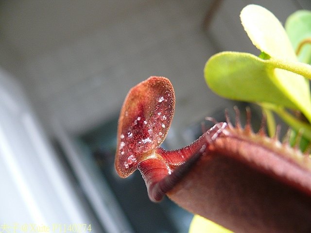 20130120 食蟲植物-豬籠草 N-lowii x truncata 結糖霜 P1140274.jpg - 食蟲植物-豬籠草 N-lowii x truncata 結糖霜 2013/01/20 