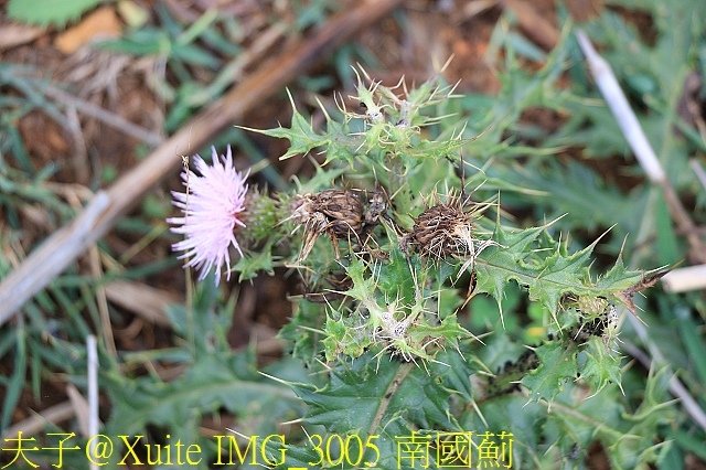 IMG_3005 南國薊.jpg - 馬祖大坵島 帥哥大坵一兵 可愛梅花鹿 20180610