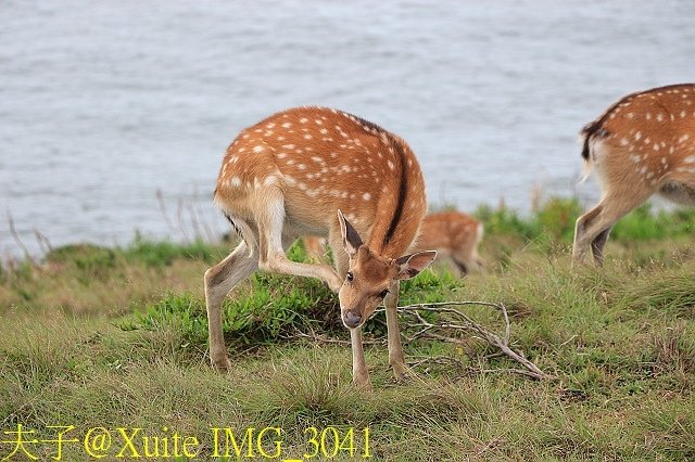 IMG_3041.jpg - 馬祖大坵島 帥哥大坵一兵 可愛梅花鹿 20180610