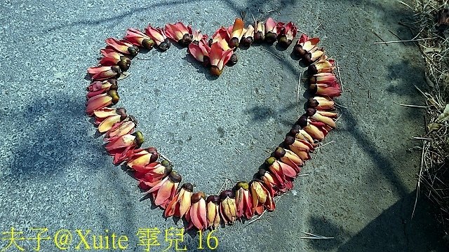 16.jpg - 2018 台南白河林初埤木棉花道 木棉花季盛大展開 20180313
