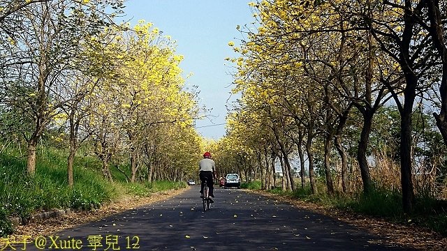 12.jpg - 嘉義太保朴子溪防汛道南堤 黃花風鈴木黃金隧道 20180307