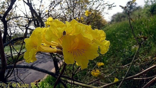 13.jpg - 嘉義太保朴子溪防汛道南堤 黃花風鈴木黃金隧道 20180307