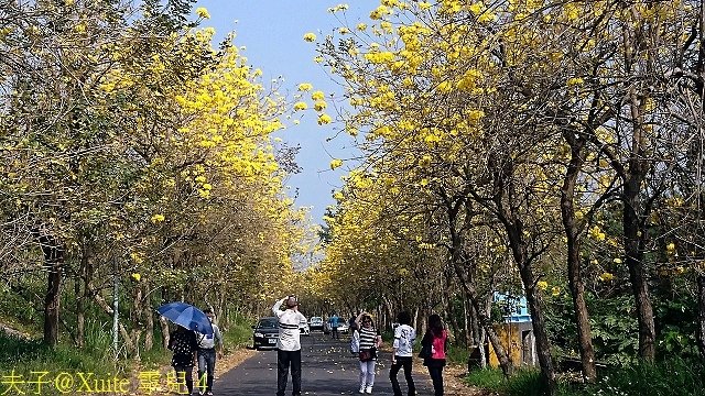 4.jpg - 嘉義太保朴子溪防汛道南堤 黃花風鈴木黃金隧道 20180307