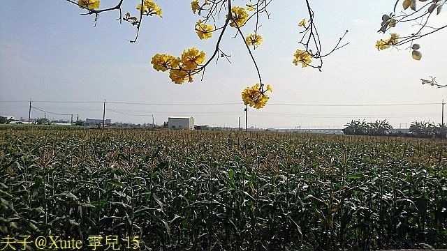 15.jpg - 嘉義太保朴子溪防汛道南堤 黃花風鈴木黃金隧道 20180307