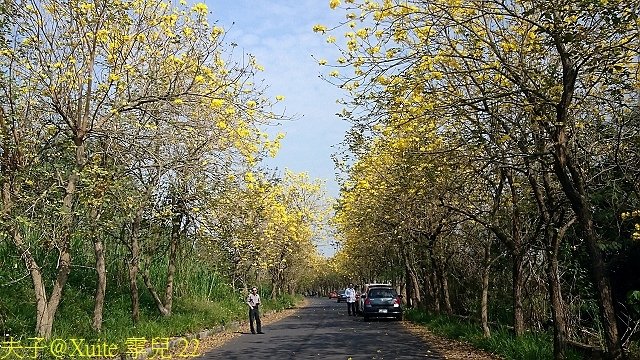 22.jpg - 嘉義太保朴子溪防汛道南堤 黃花風鈴木黃金隧道 20180307