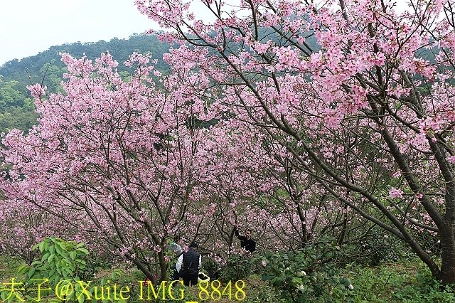 IMG_8848.jpg - 騰龍御櫻 櫻花綻放 2018/03/05