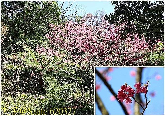 620327.jpg - 陽明山公園 2018/01/23