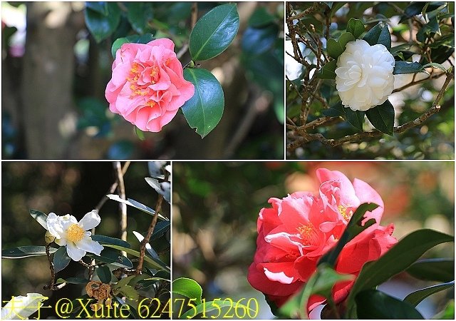 6247515260.jpg - 陽明山公園 2018/01/23