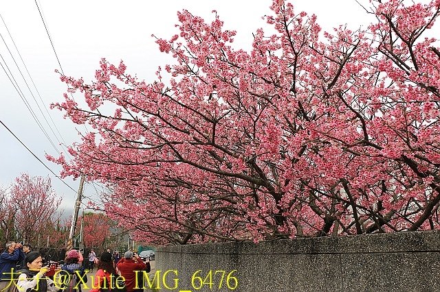 IMG_6476.jpg - 陽明山平菁街42巷賞櫻 2018/01/25