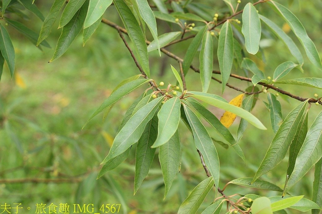 探索北橫 溪口台 山林呼喚 走訪舊水圳古道
