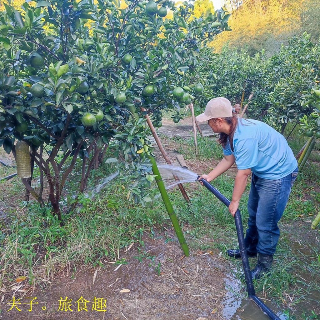 大吉大利好運到 好吃的茂谷柑如何挑？