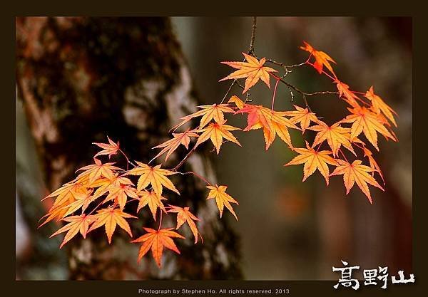 高野山_16.jpg