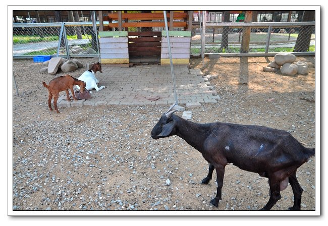 鹿營親子農場，餵食小動物