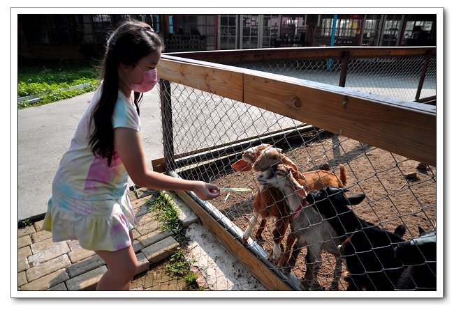 鹿營親子農場，餵食小動物