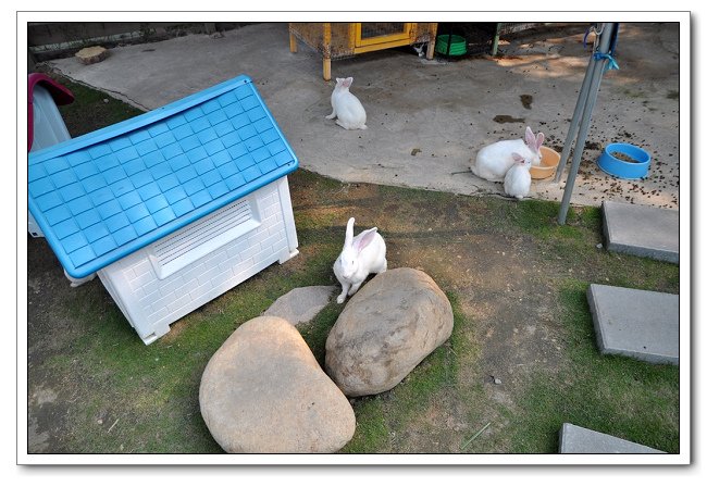 鹿營親子農場，餵食小動物