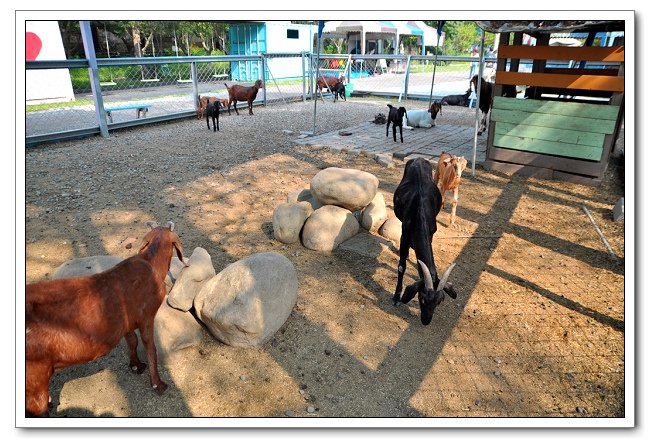 鹿營親子農場，餵食小動物