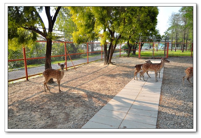 鹿營親子農場，餵食小動物