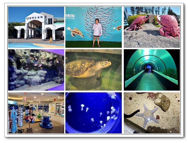 澎湖水族館，多樣的海洋生物