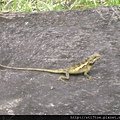 290我好像進了侏羅紀公園