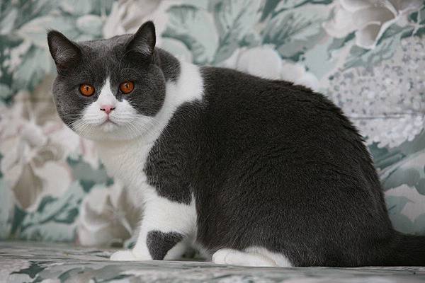 British Shorthair Cat British Shorthair Cat