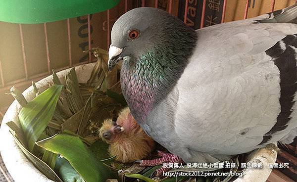 鴿子活寶橡皮筋的鴿子小寶寶餵食