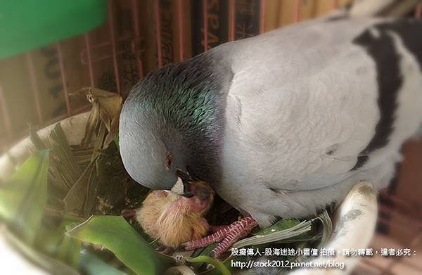 鴿子活寶橡皮筋的鴿子小寶寶餵食2