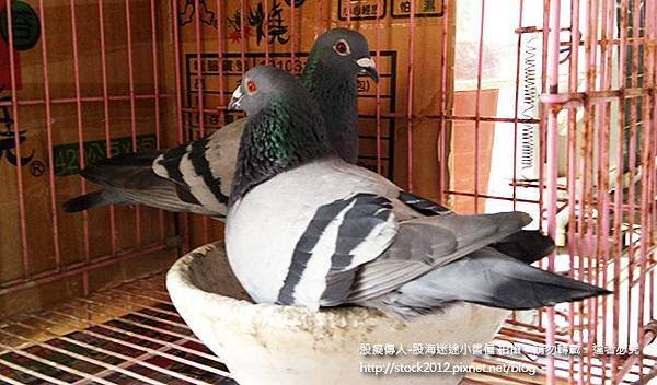 鴿子活寶生活日記,鴿子橡皮筋生活點滴,養鳥心得分享 (動物趣味影片,賽鴿,新手,推薦,一直叫,轉圈圈,風水,種類,禽流感,過敏,品種,個性,鴿子蛋,食物,小鳥,吃什麼,寵物,鴿子牌,服飾,藝人)