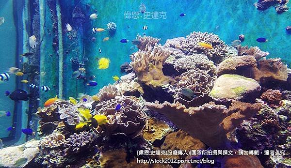 [屏東.旅遊]墾丁海生館,海洋生物博物館_最長海底隧道鯨鯊伴隨,小朋友暑假夏令營住宿最佳選擇(必去,景點,門票,夜宿,交通,附近民宿,實習,基隆,珊瑚礁)013