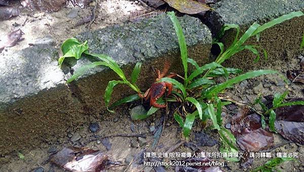 [屏東旅遊]墾丁社頂自然公園步道_珊瑚礁奇景與豐富動植物生態,梅花鹿,賞鷹,凌霄亭,螢火蟲(門票免費,夜間導覽,毛柿林,民宿,墾丁森林國家公園)004_陸蟹