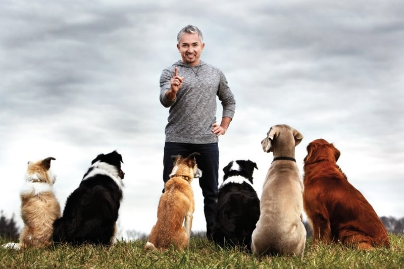  Dog Whisperer 的西薩米蘭 (Cesar Millan): 報告狗班長 &amp; 金牌訓狗師