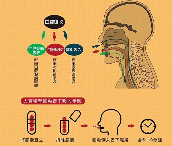 人蔘精萃圓粒舌下吸收優點與功效