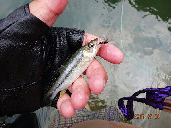 20150620 013.JPG