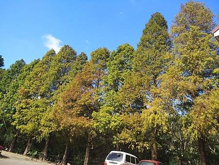 九芎湖落羽松9.jpg