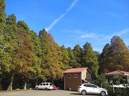 九芎湖落羽松2.jpg
